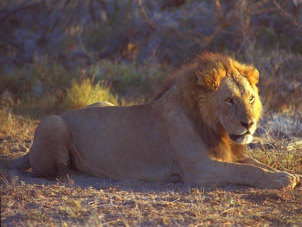 Лев на отдыхе