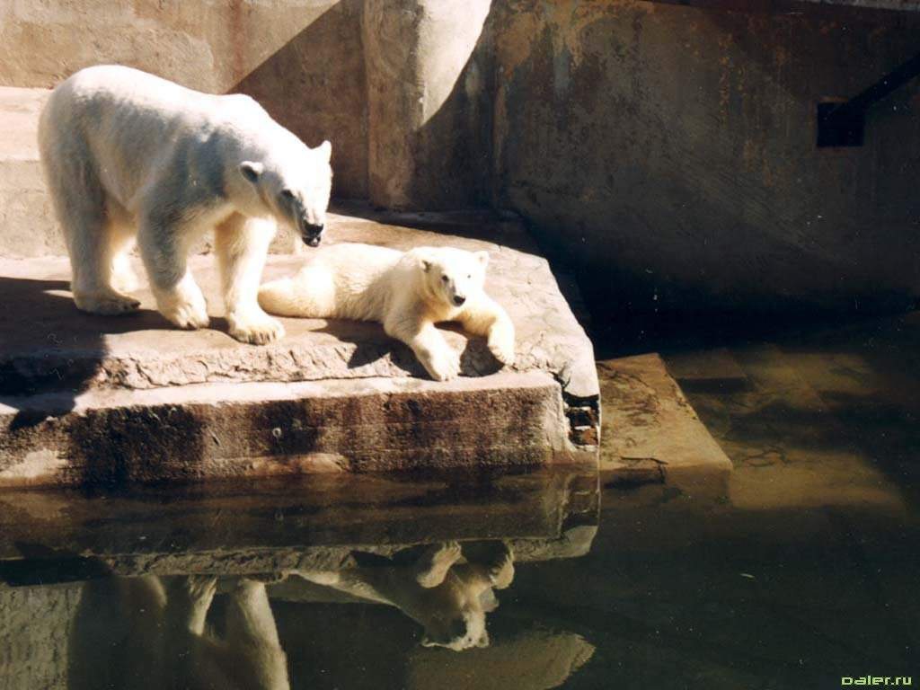 Белые медведи вневоли