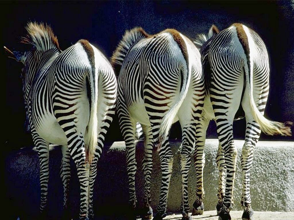 Зебры задом