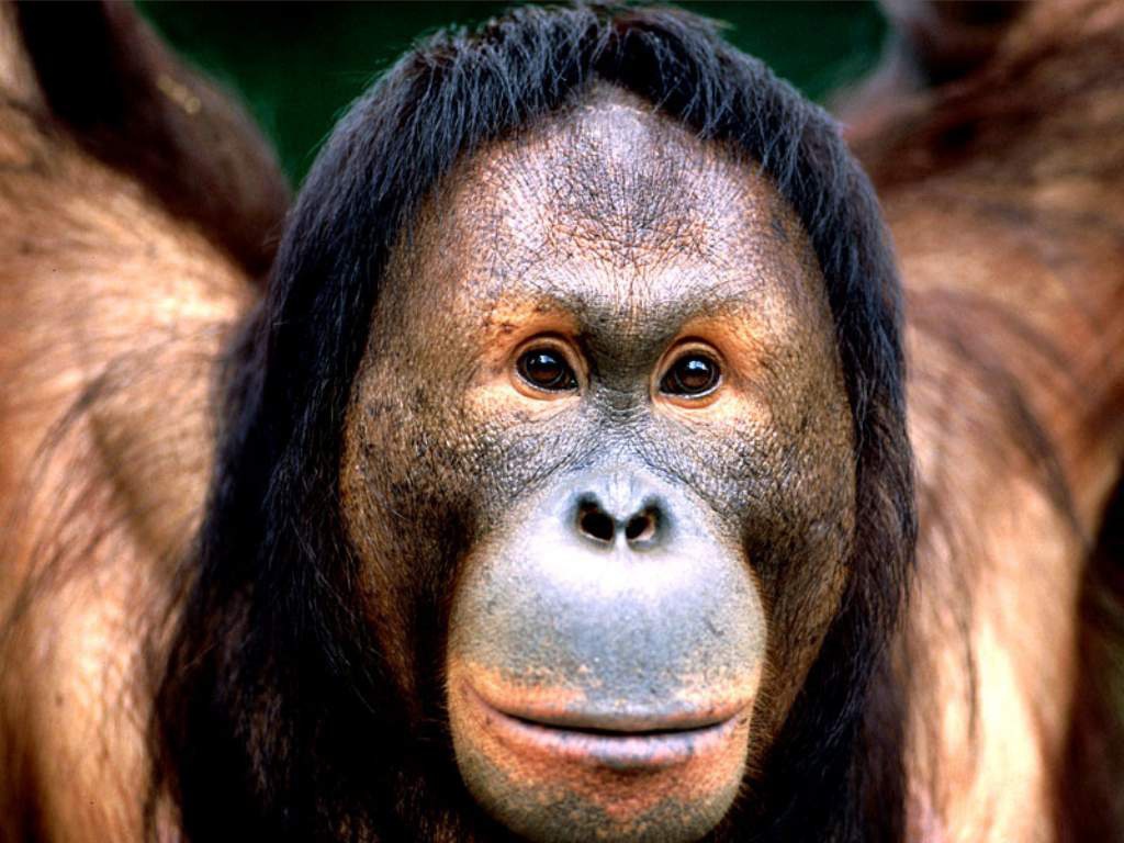 Смешная обезьяна