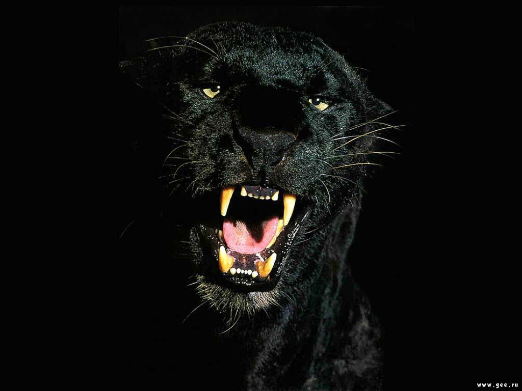 Черная пантера