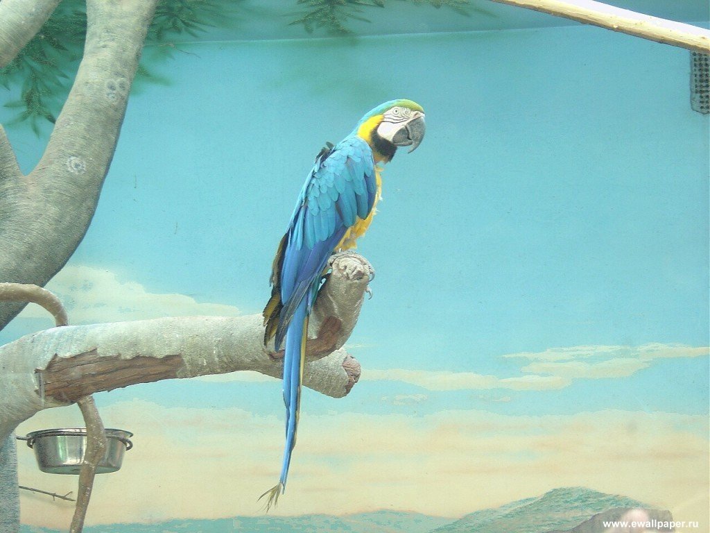 Попугай джунгли