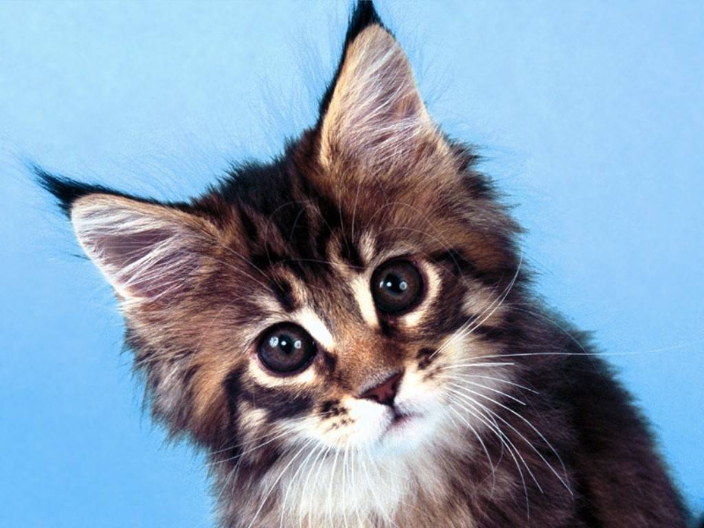 Картинка с котиком