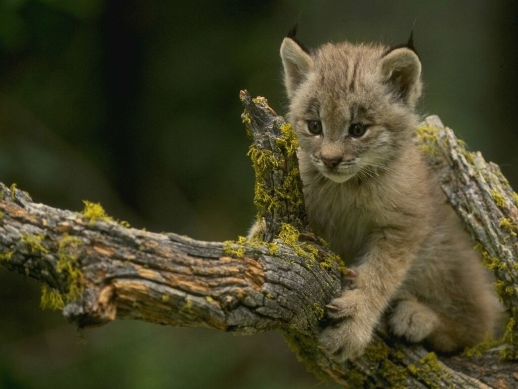 Кот на дереве