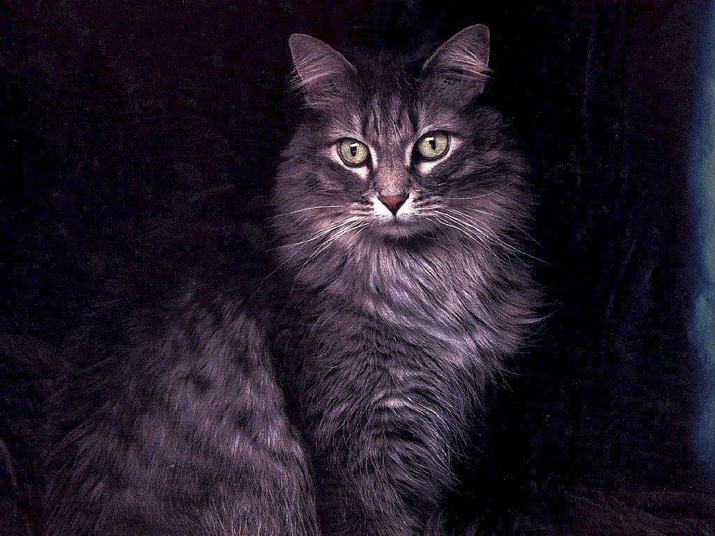 Большой кот