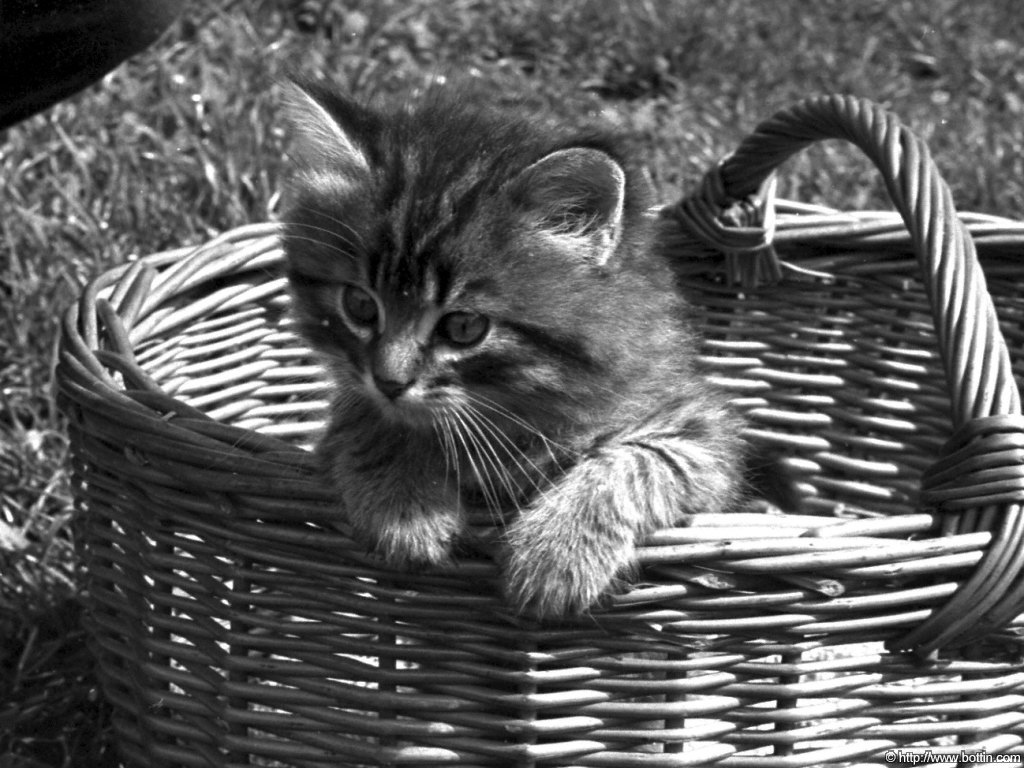 Котёнок в корзинке