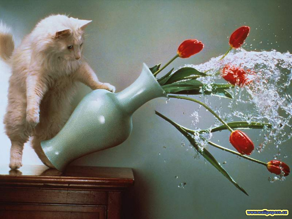 Кот хулиган