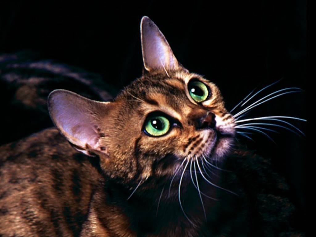 Милая мордочка котёнка