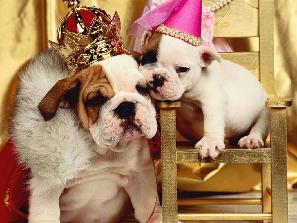 Наряженые собаки