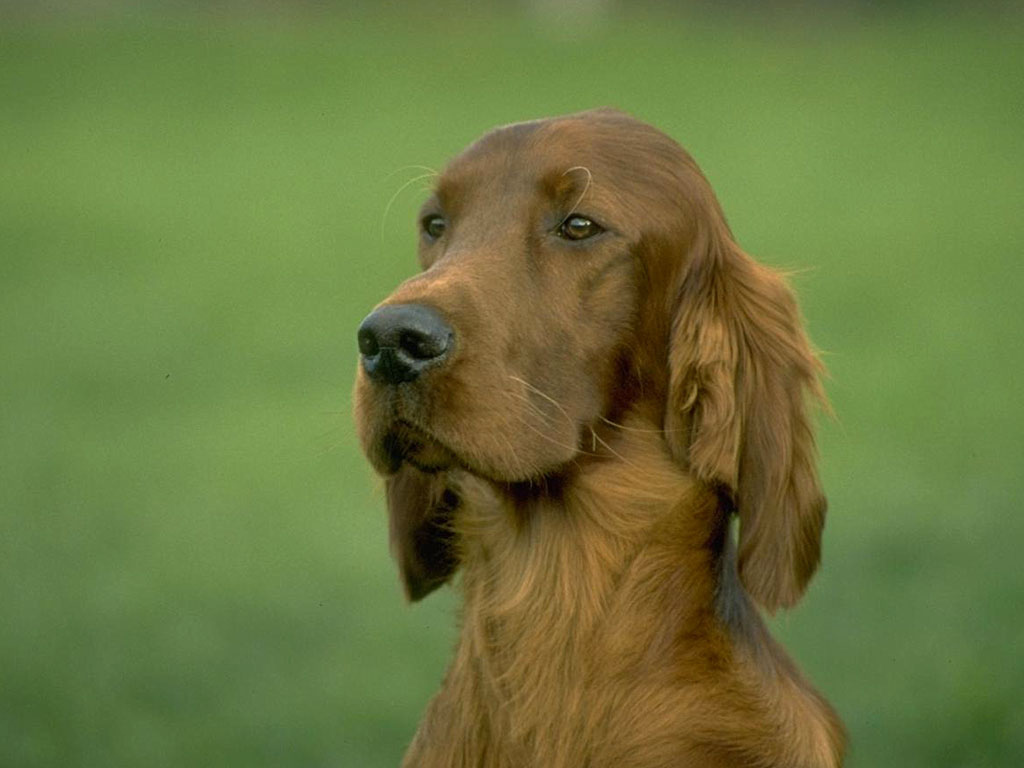 Красивая собака