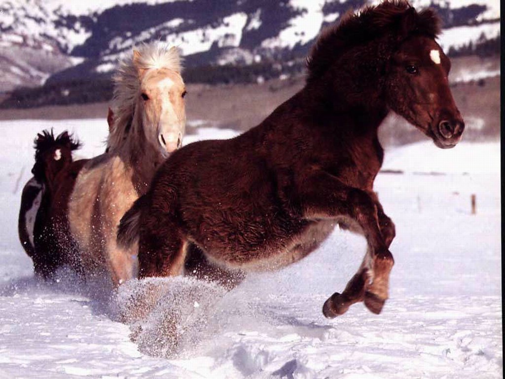 Лошади бегущие по снегу