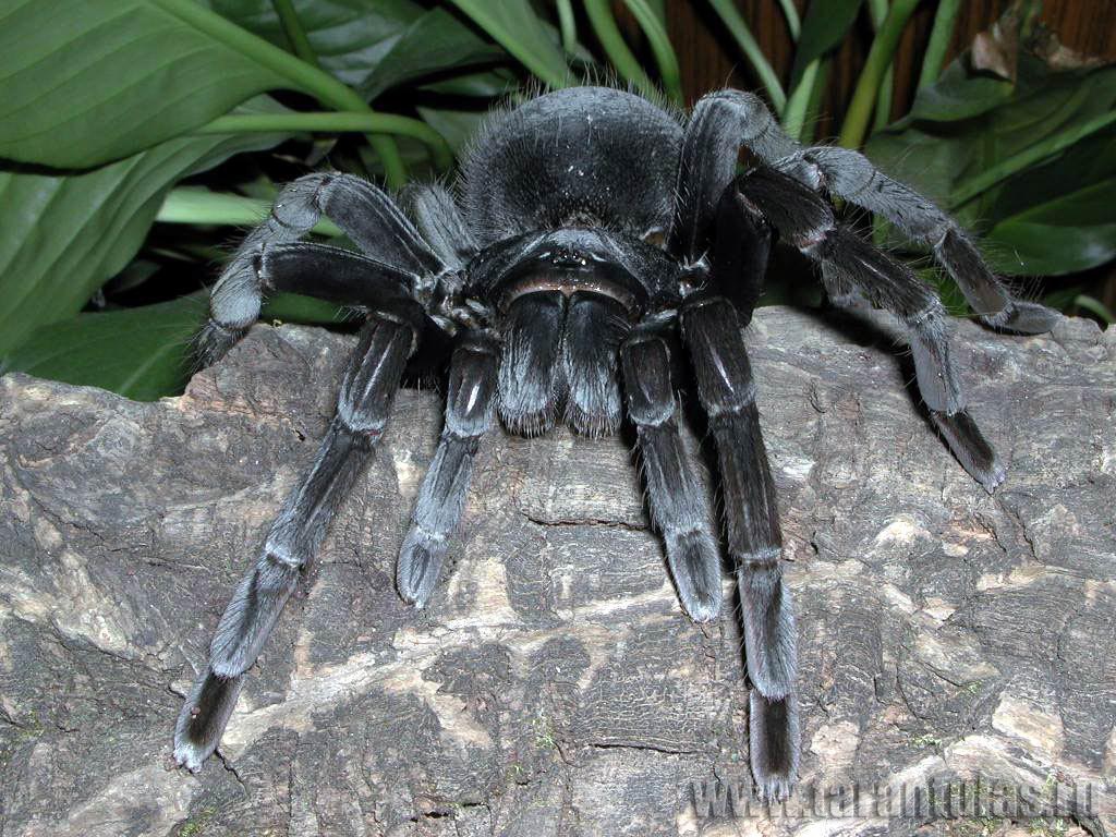 Черный паук