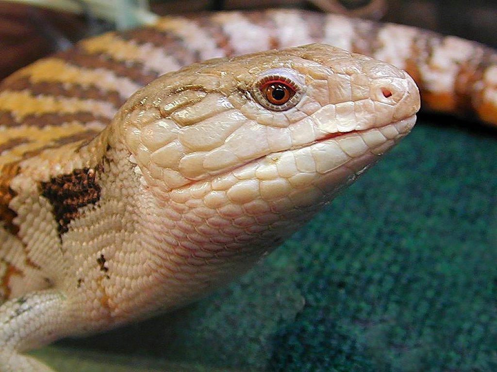 Ядовитая змея