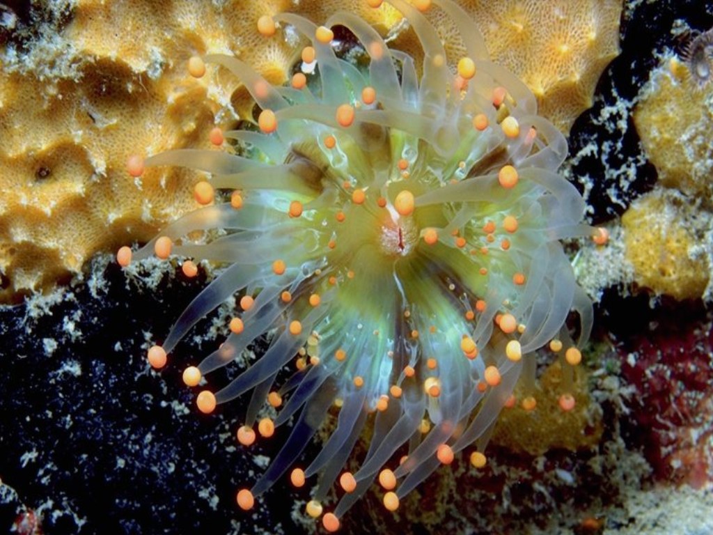 Морское животное