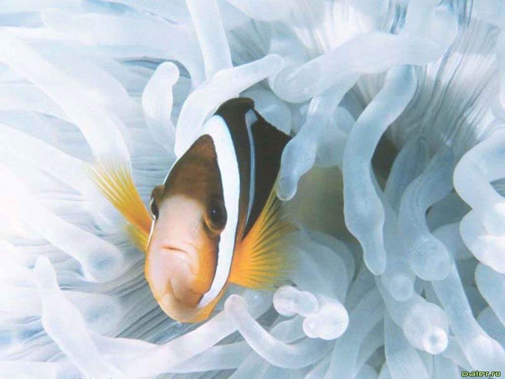 Морская рыбка