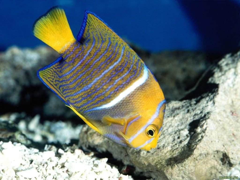 Рыба в полоску