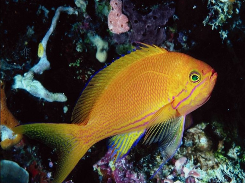 Золотая рыбка