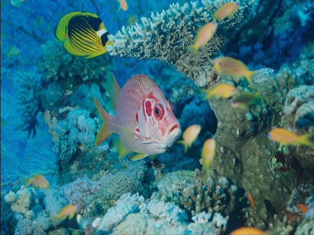 Экзотические морские рыбки