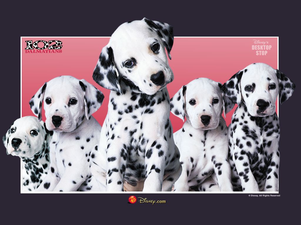 101 dalmatians