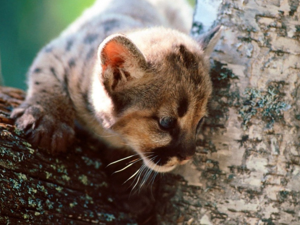 Серый кот на дереве