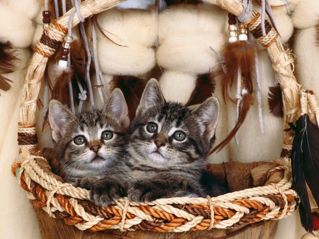Котята в корзинке