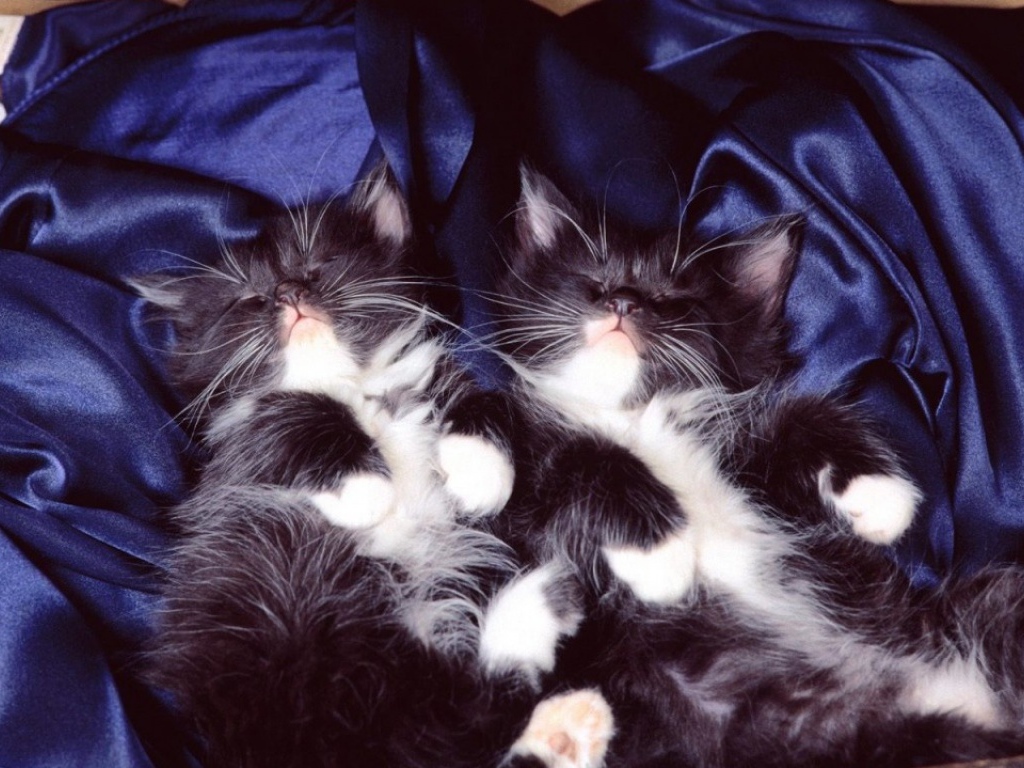 Спокойно з. Котенок. Спокойной ночи!. Сладкой ночи. Доброй ночи с котятами. Пушистых сновидений.