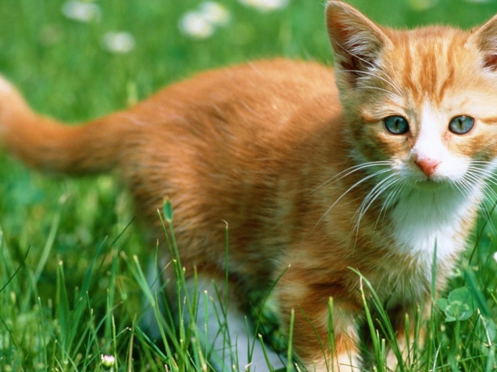 Рыжий бестыжий кот