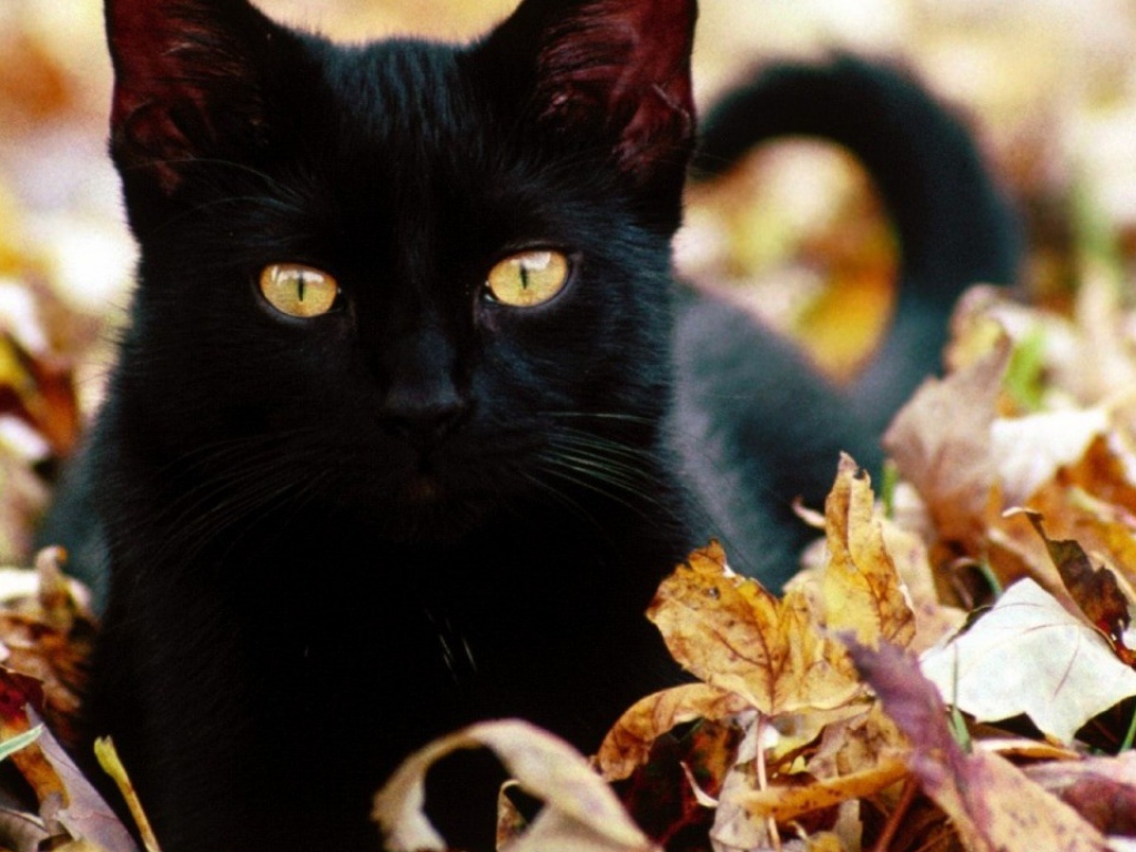 Черный кот в листьях