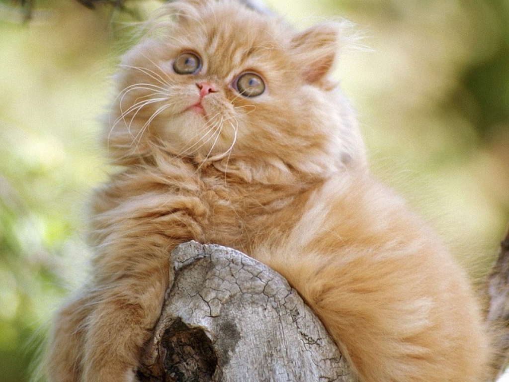 Рыжий задумчивый кот