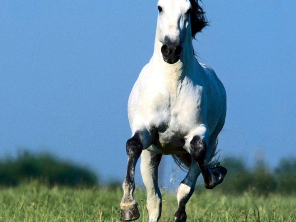 Белая лошадка