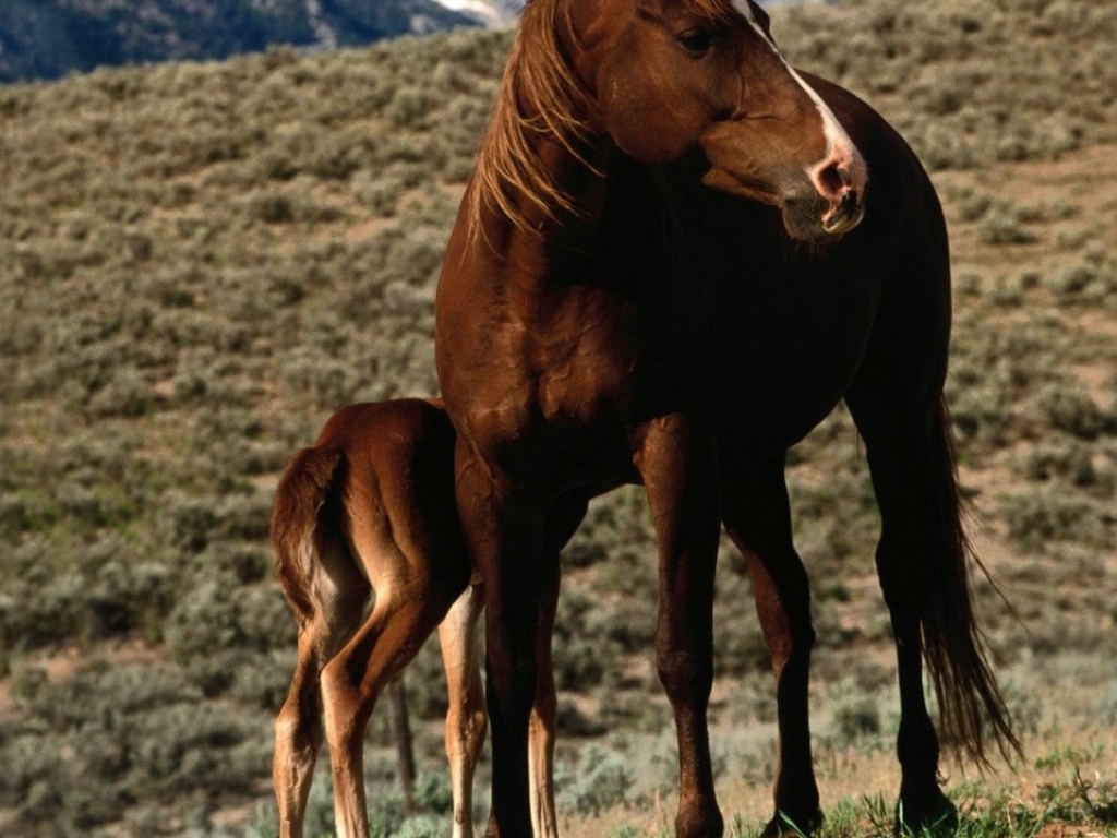 Лошадь и пони