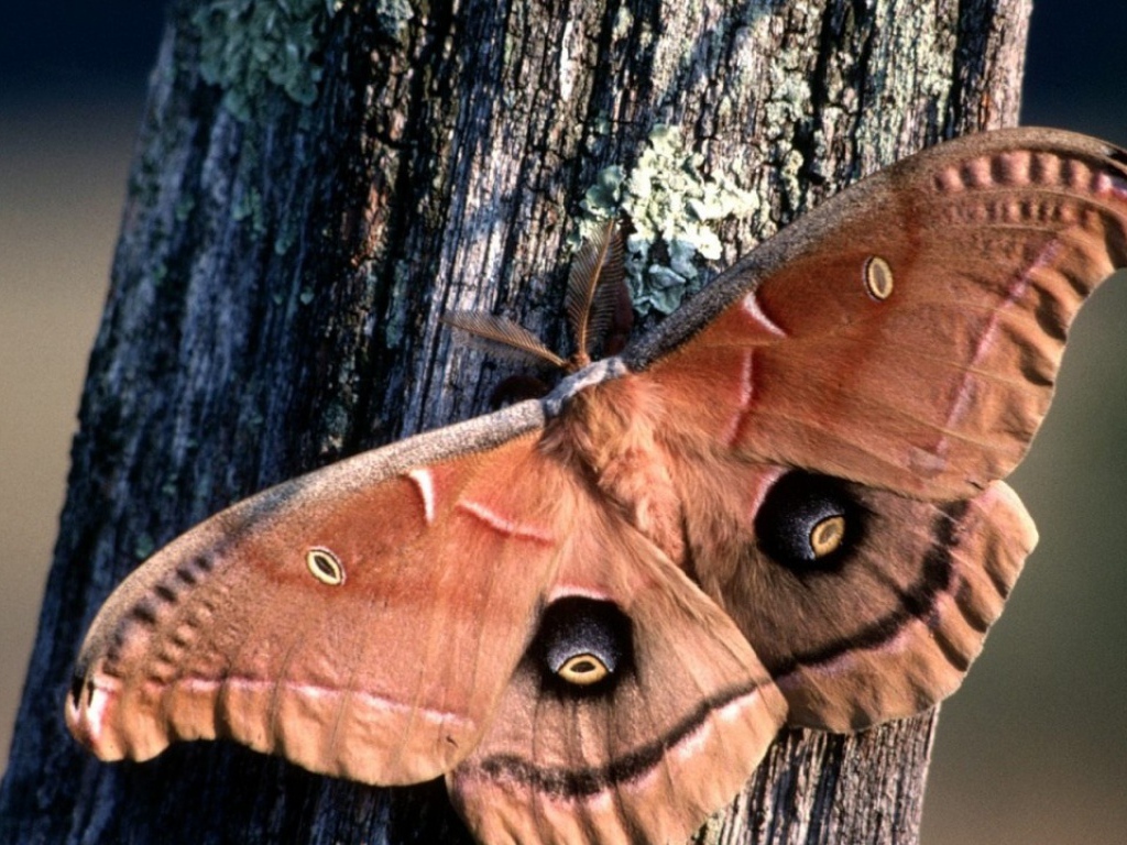 Бабочка хамелеон