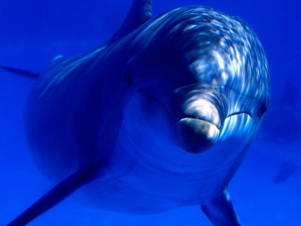 Дельфин в океане