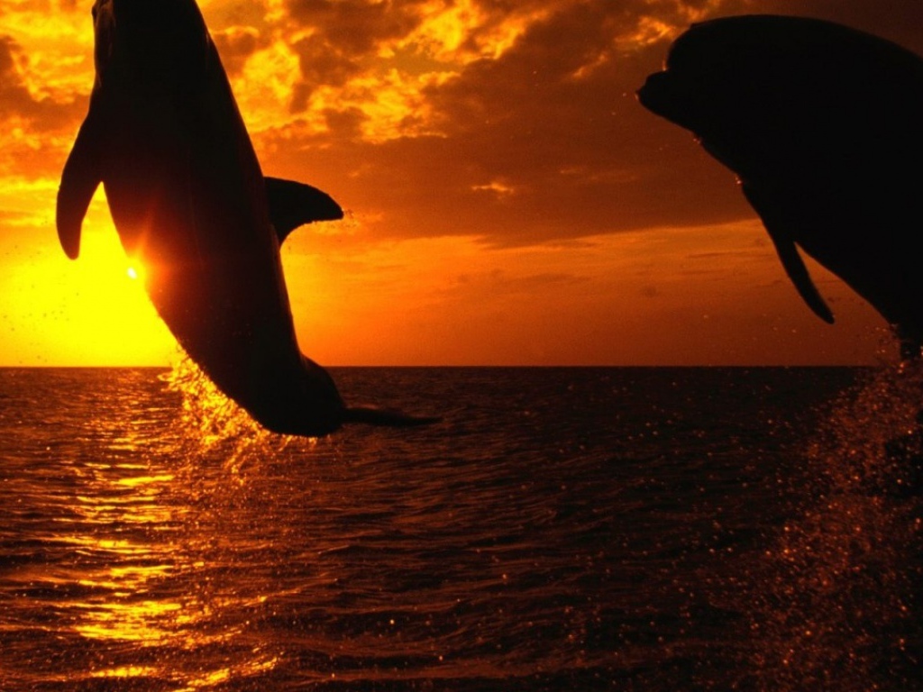 Дельфины на закате