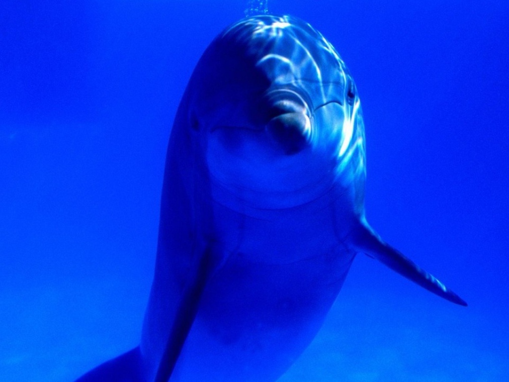 Дельфинчик