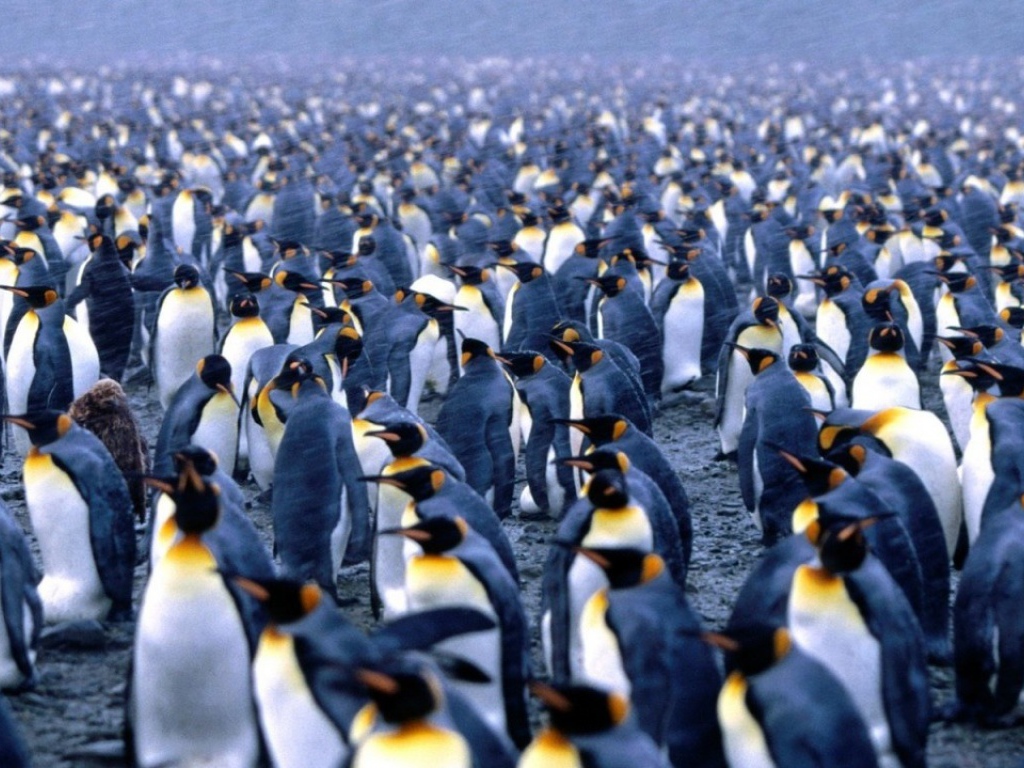 Стая пингвинов