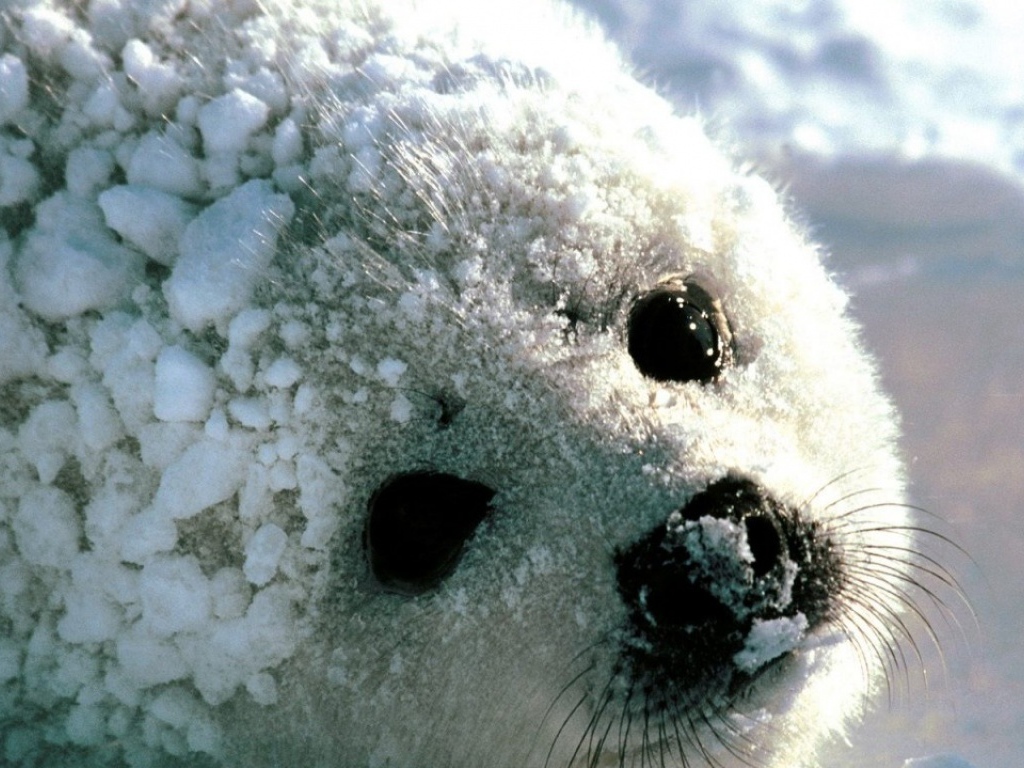 Детеныш моржа