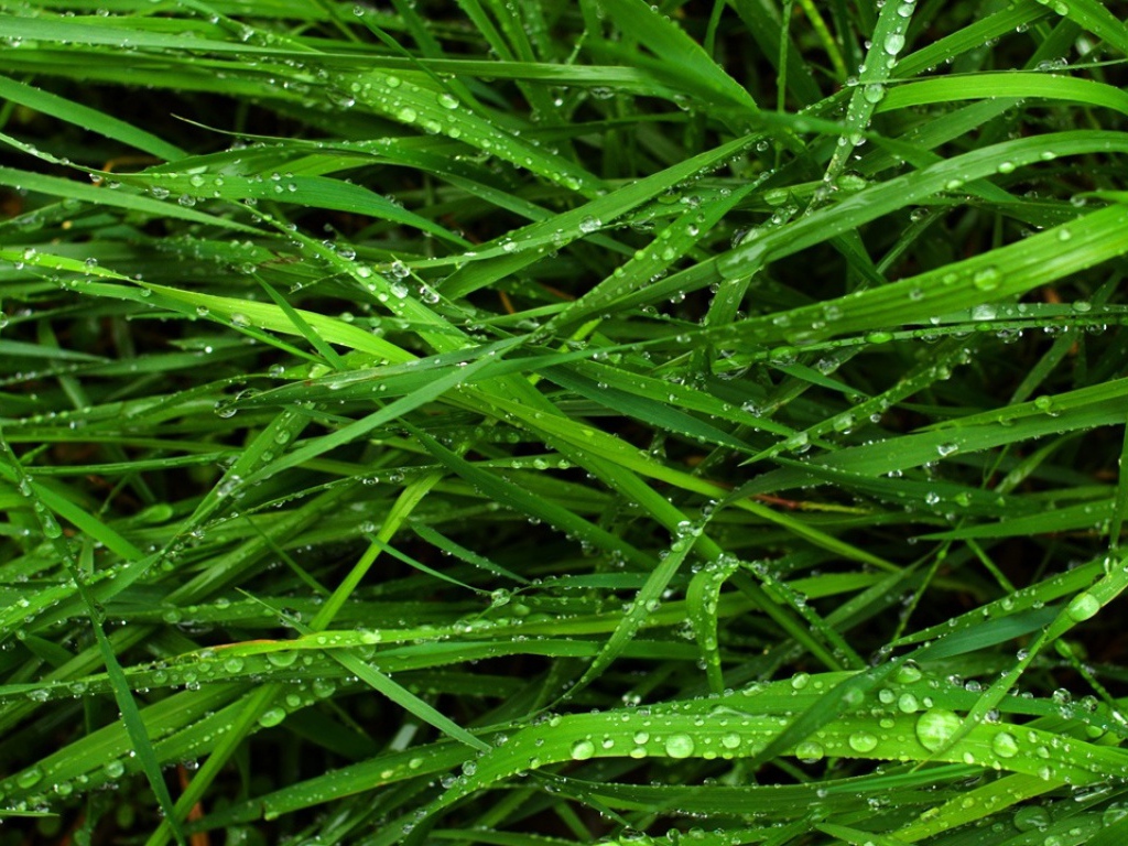 Вечно зеленая