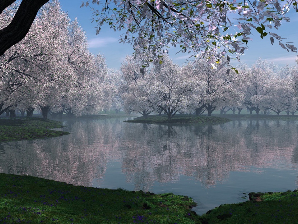 Цветущая сакура