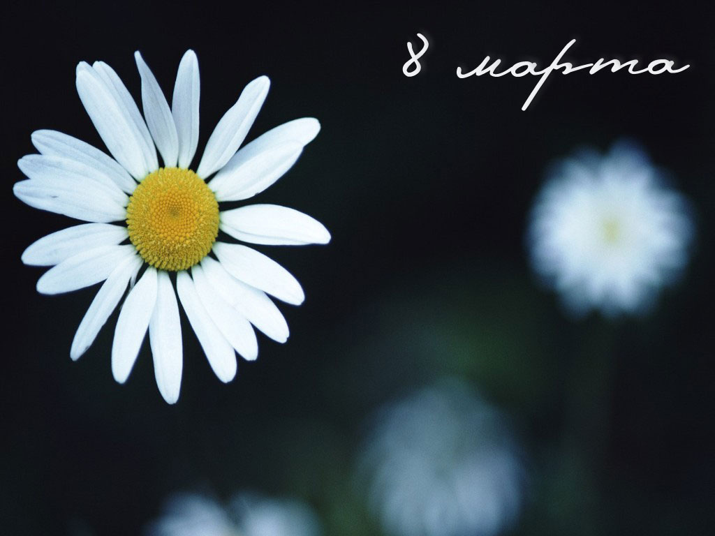 Ромашка 8 марта