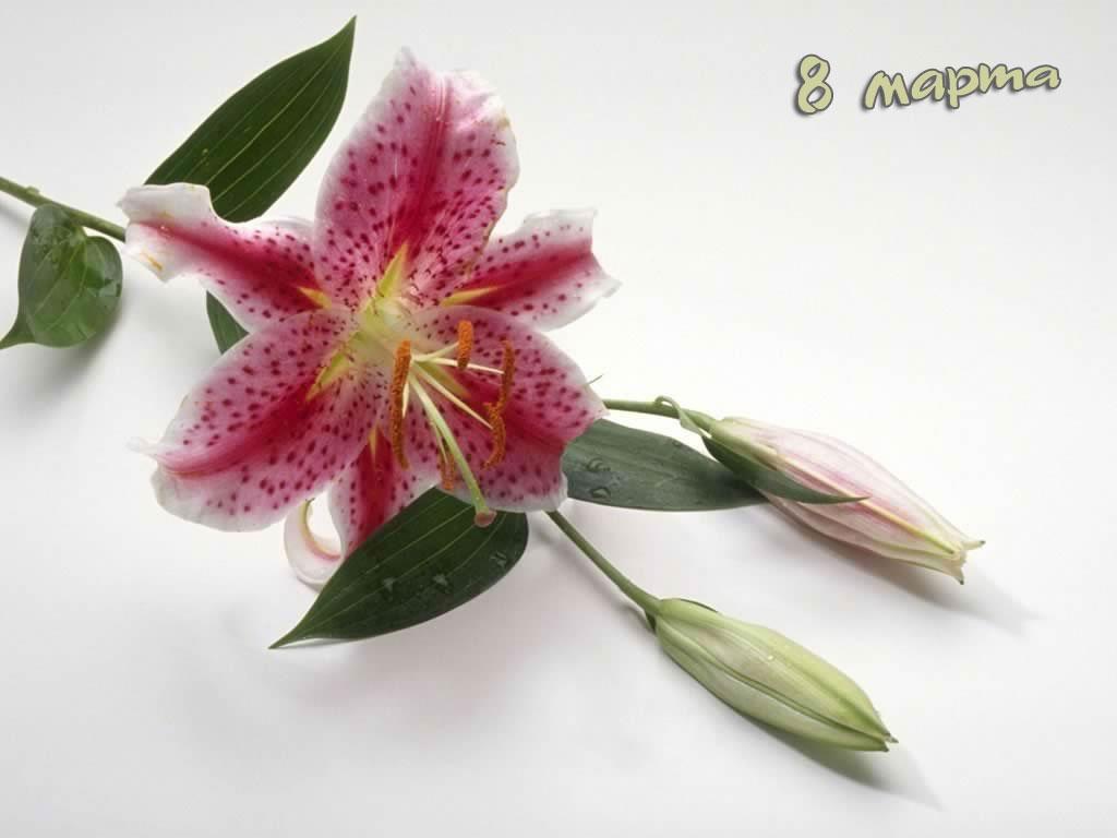Восьмое марта