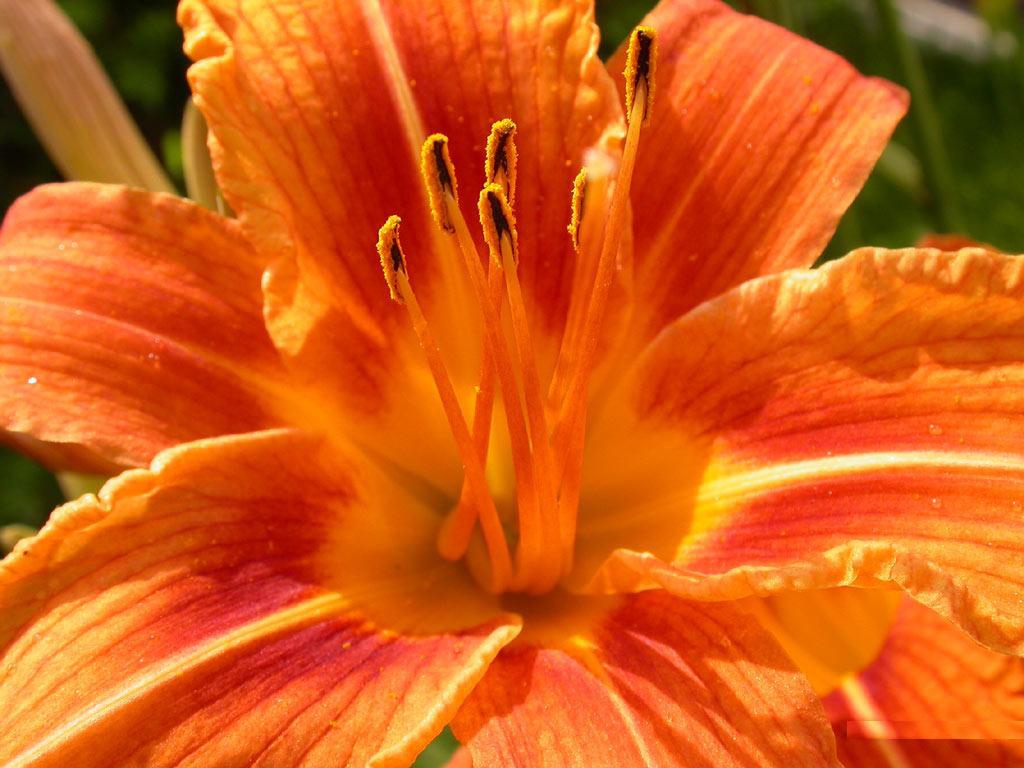 Женский день