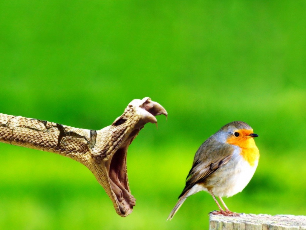 Птичку жалко