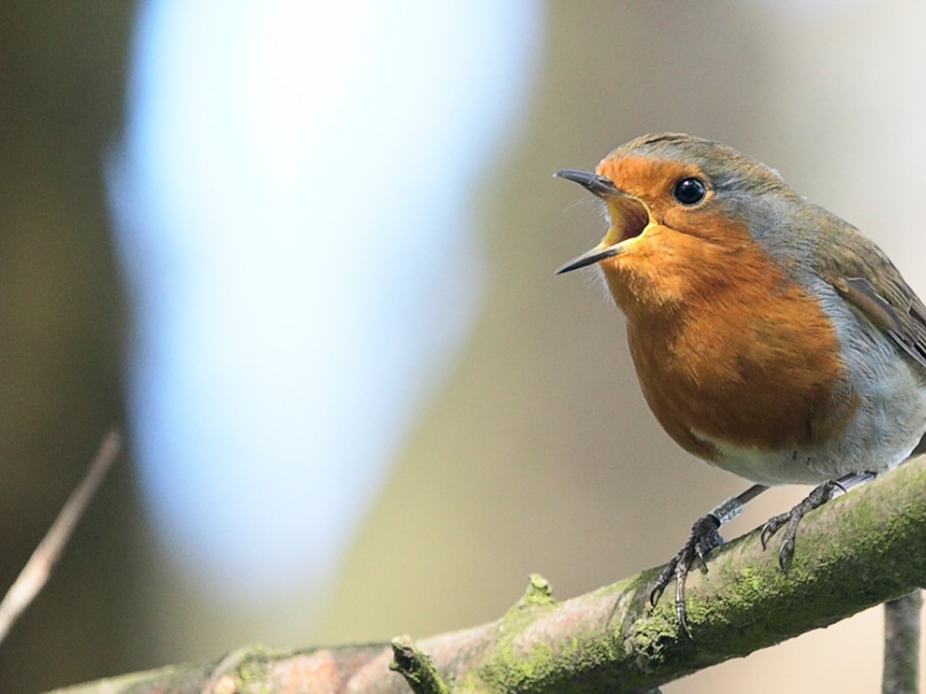 Птица на ветке