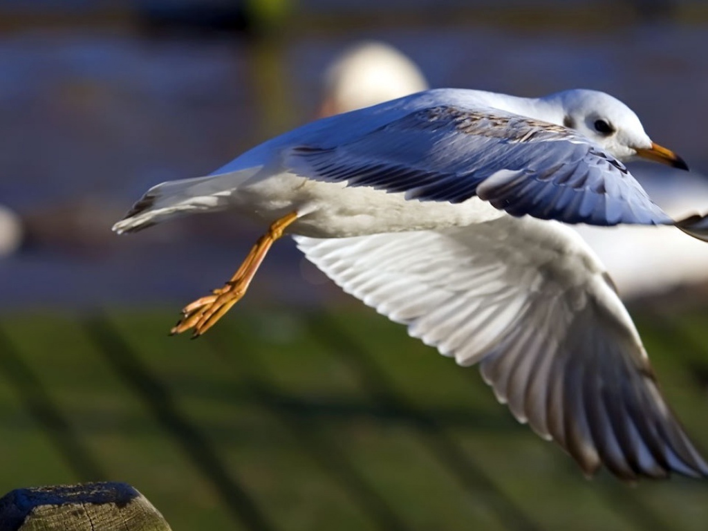 Взлет чайки