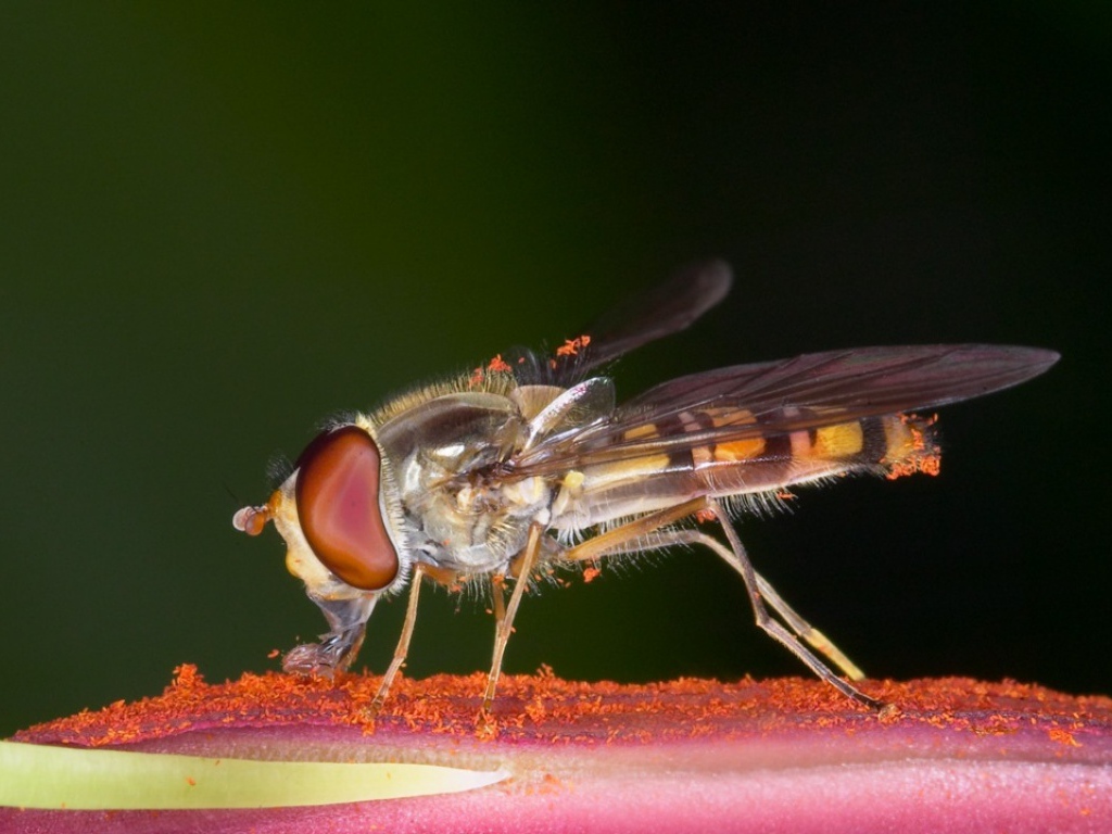 Насекомое на цветке