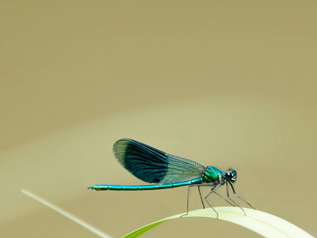 Маленькая голубая стрекоза
