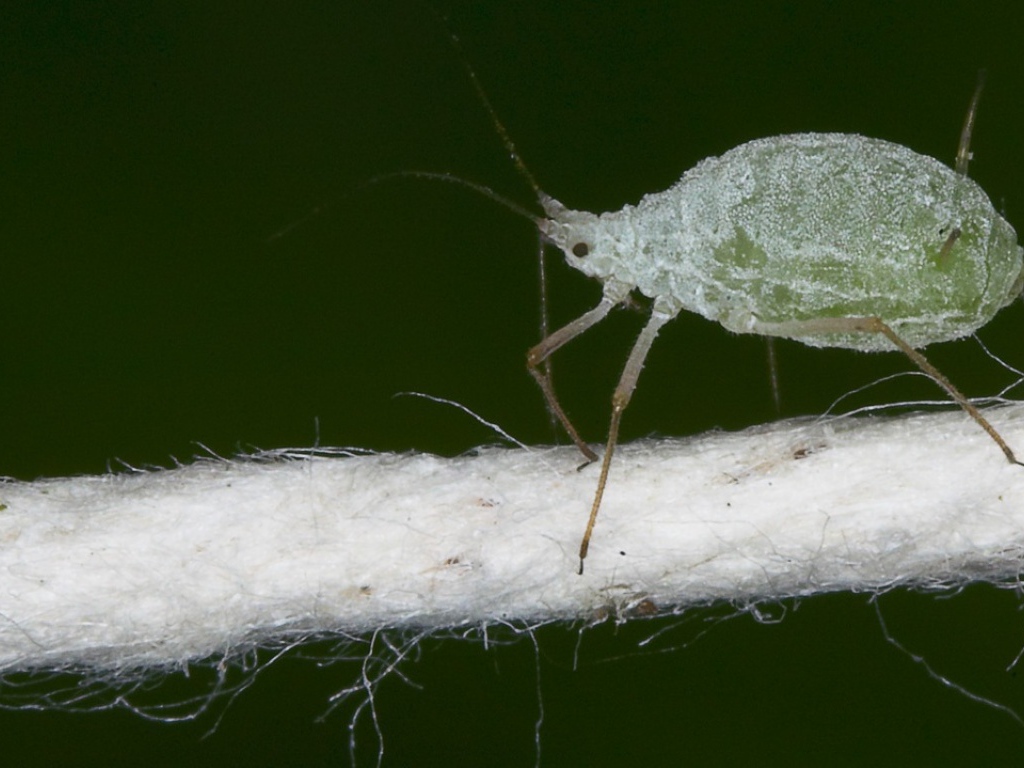 Микроскопический жучек