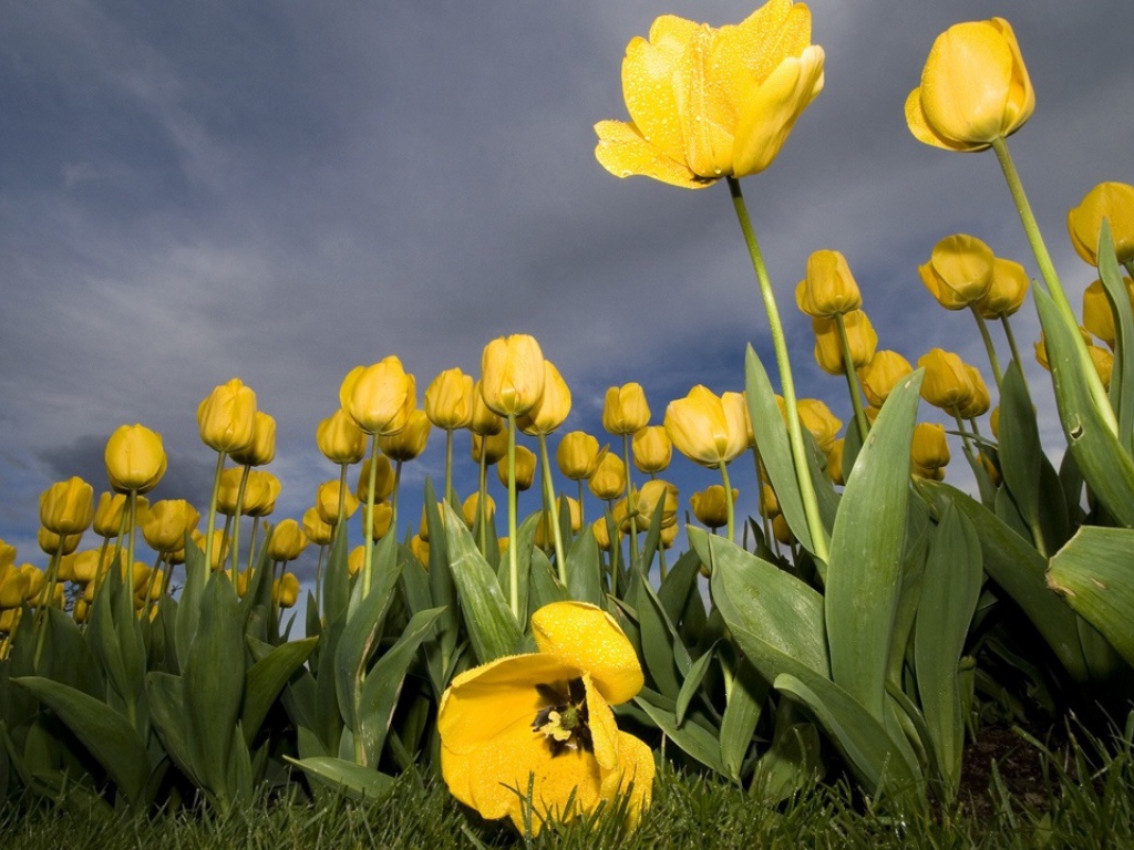 Тюльпаны