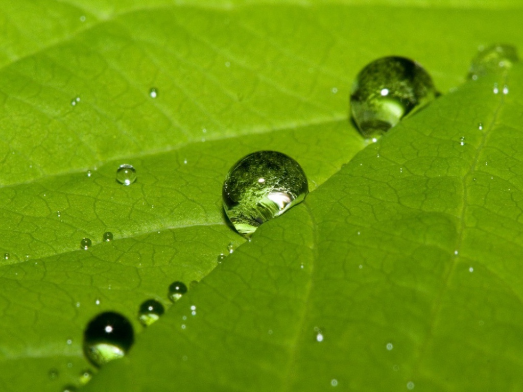 Мокрые листья